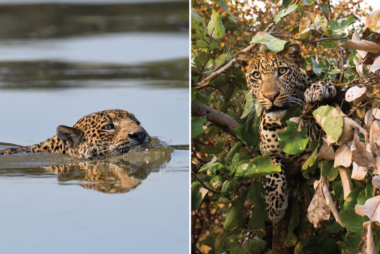 A jaguar in water and a leopard in a tree
